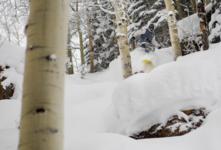 Aspen Snowmass College X Pass