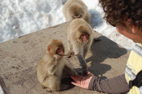 Keith holding hands with the snow monkeys