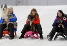 CHILL FACTORE ‘BRING YOUR DOG TO WORK DAY'