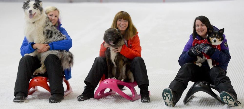 Chill Factore bring your dog to work day