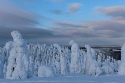 Ruka Ghost Trees
