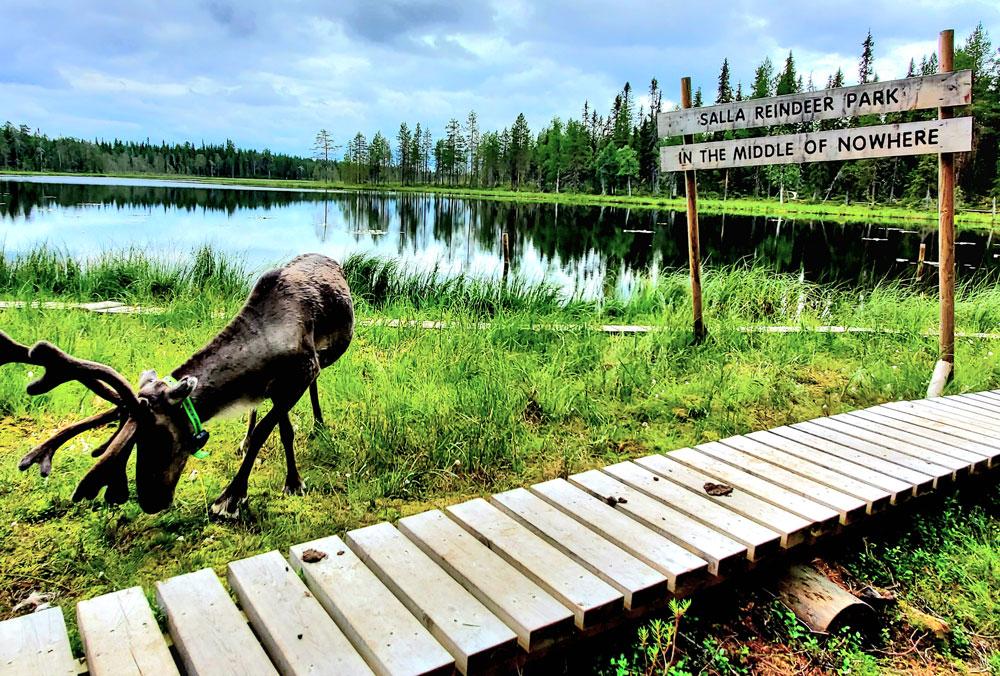 Salla Reindeer Park