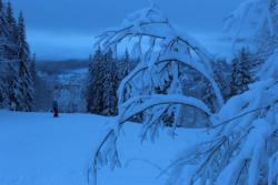 Trysil Snowy Trees