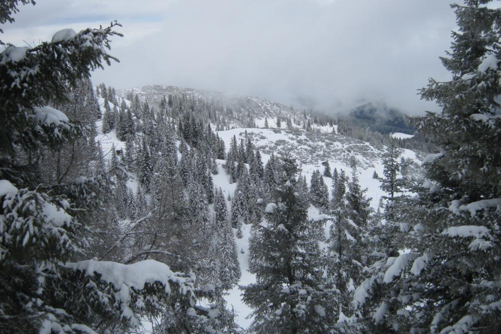 Auffach Trees