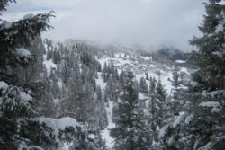 Auffach Trees