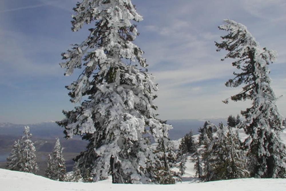 Snow covered trees, Mammoth