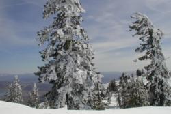 Snow covered trees, Mammoth