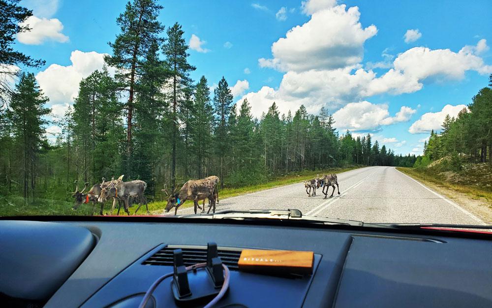 Reindeers crossing the road in Salla