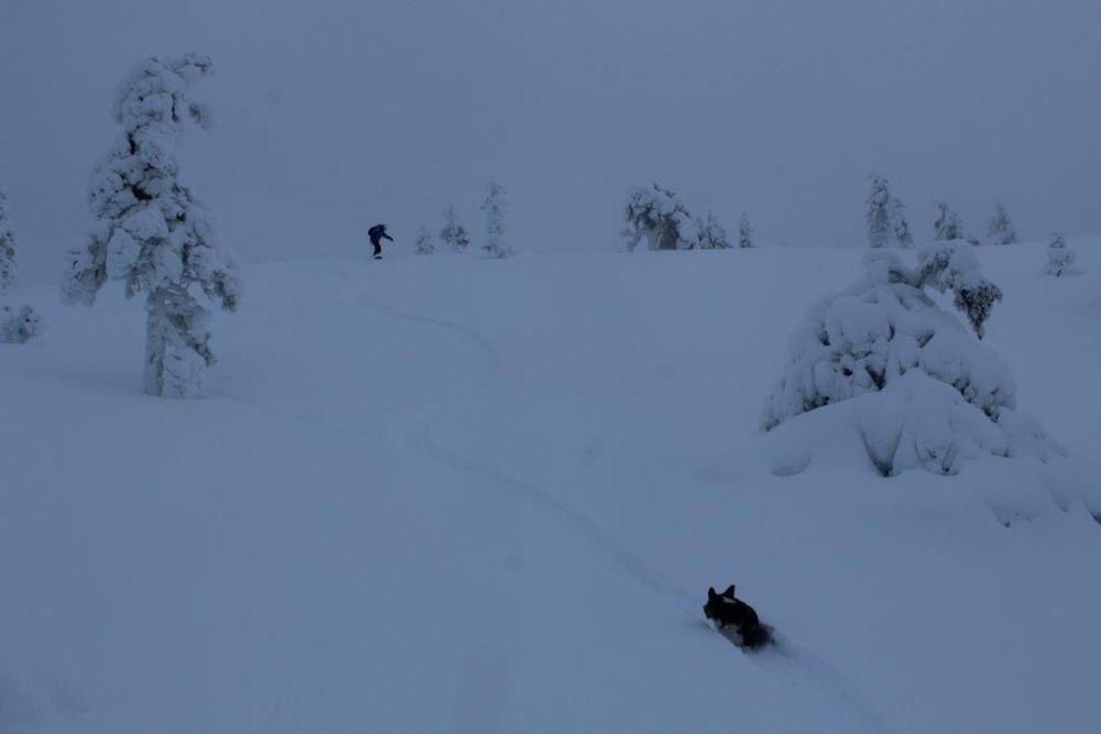 Snow Surfing Corgi