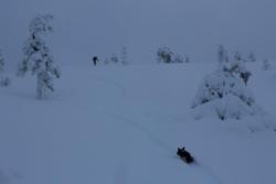 Snow Surfing Corgi