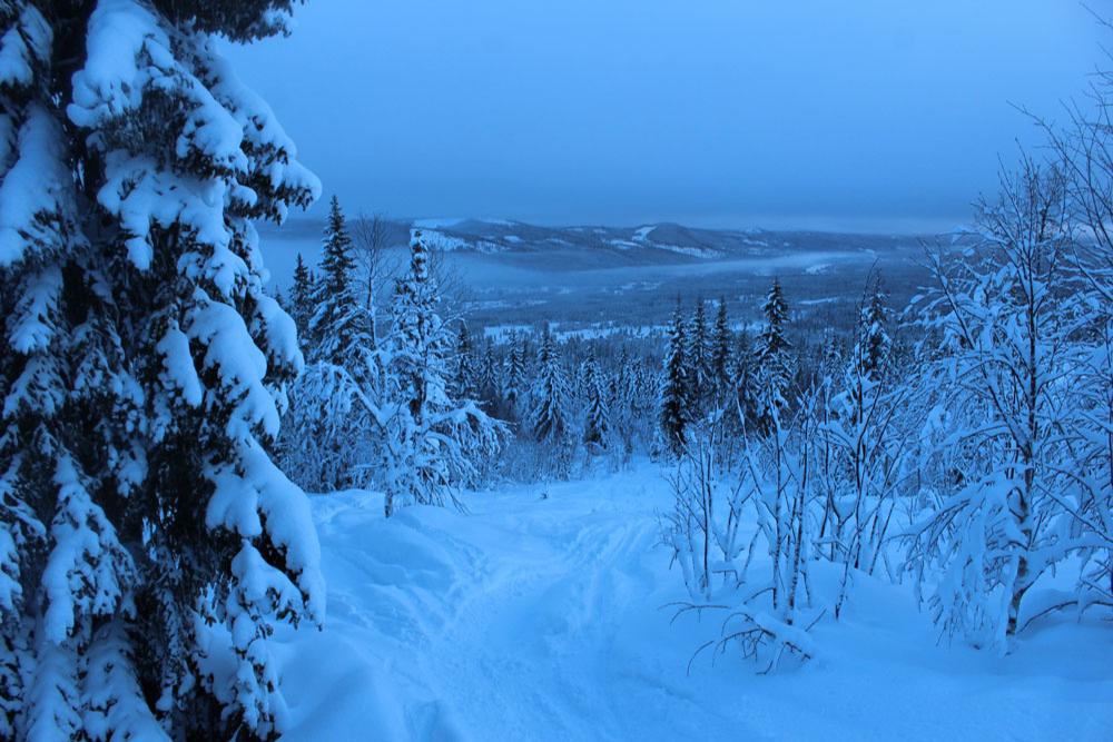 Trysil Snow Trees