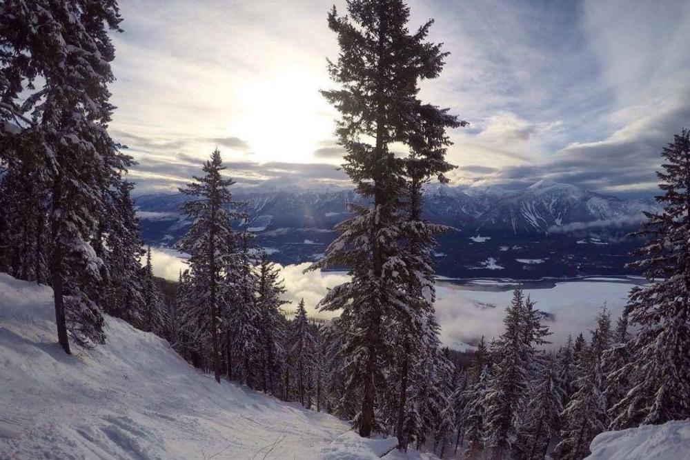 Revelstoke Trees