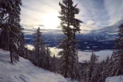Revelstoke Trees