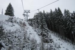 Niedrau Chairlift Trees