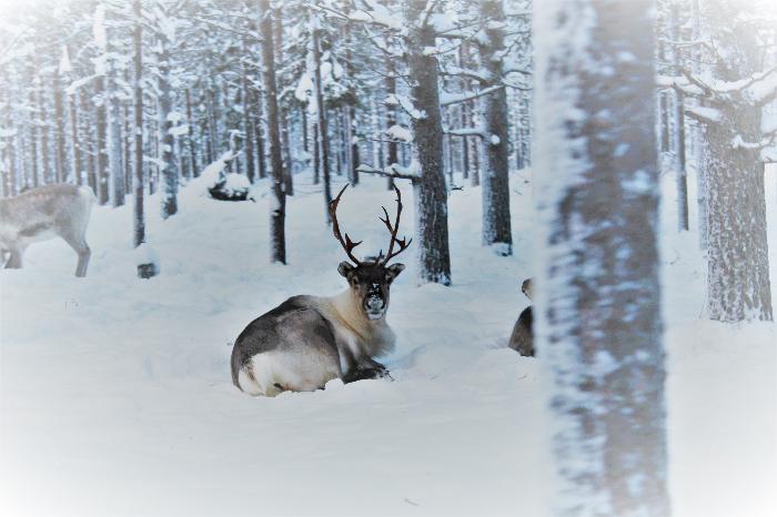 Reindeer in the forest