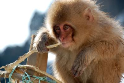 Snow monkeys in Yamanouchi