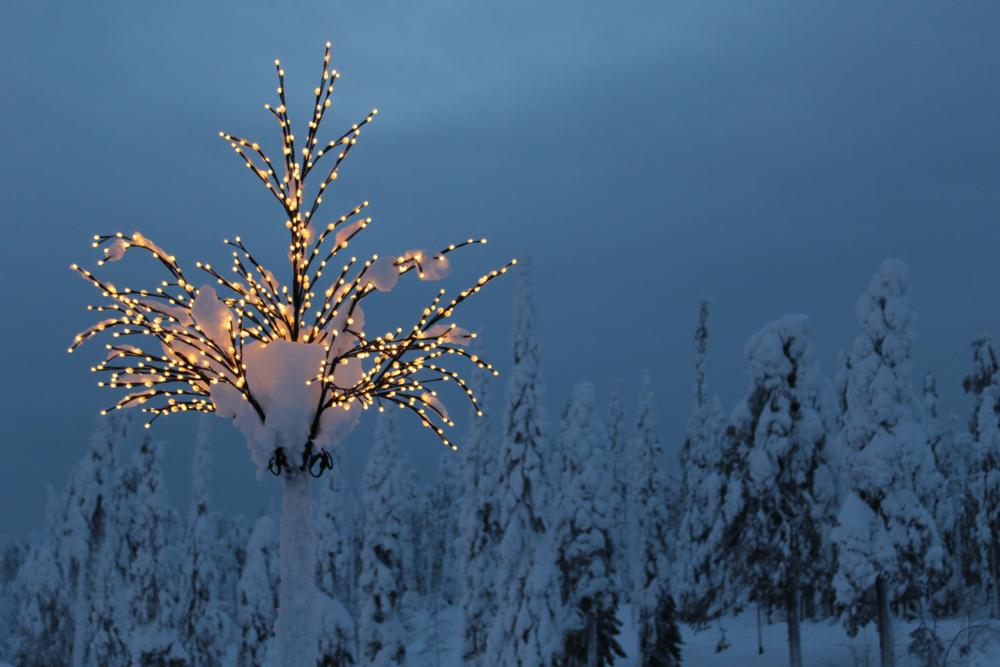 Ruka trees