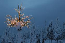 Ruka trees