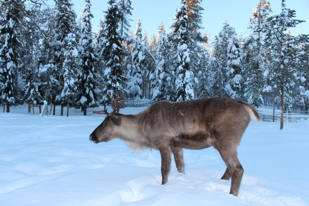 Salla Snow Reindeer Park