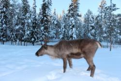 Salla Snow Reindeer Park