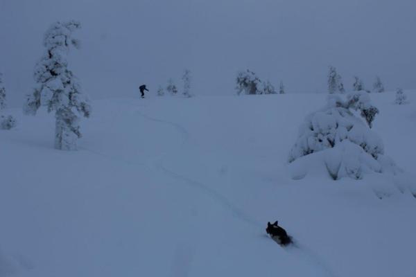 Snow Surfing Corgi