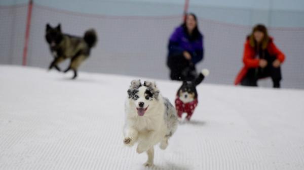 The dogs enjoy the slopes