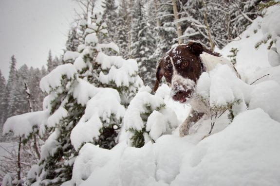 Aspen Powder Day 12-11-2012