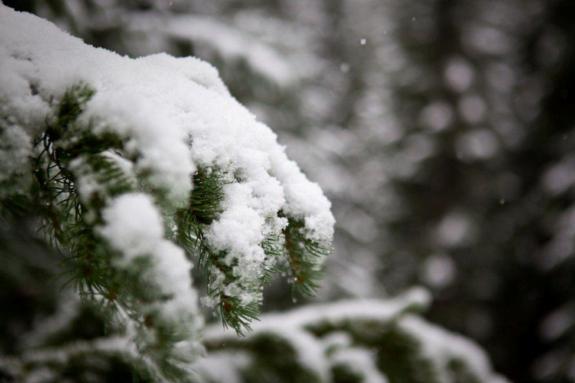 Snowy trees Aspen 6th October 2011