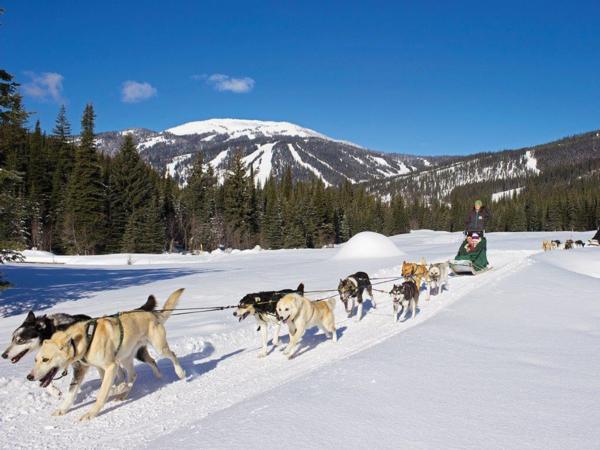 Sun Peaks Husky Sledding