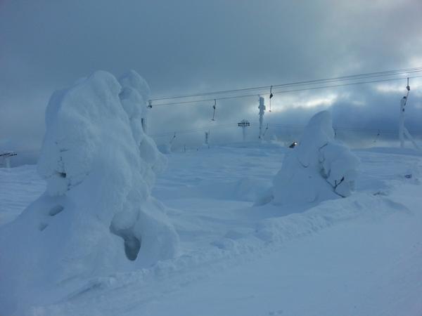 Salla Snowy Trees