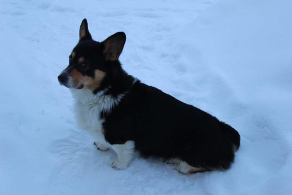 Lucky Ranch Corgi