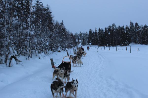 Huskies Ruka