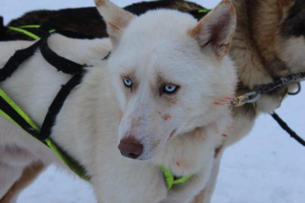 Husky Farm