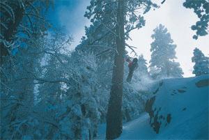 Mountain High Trees